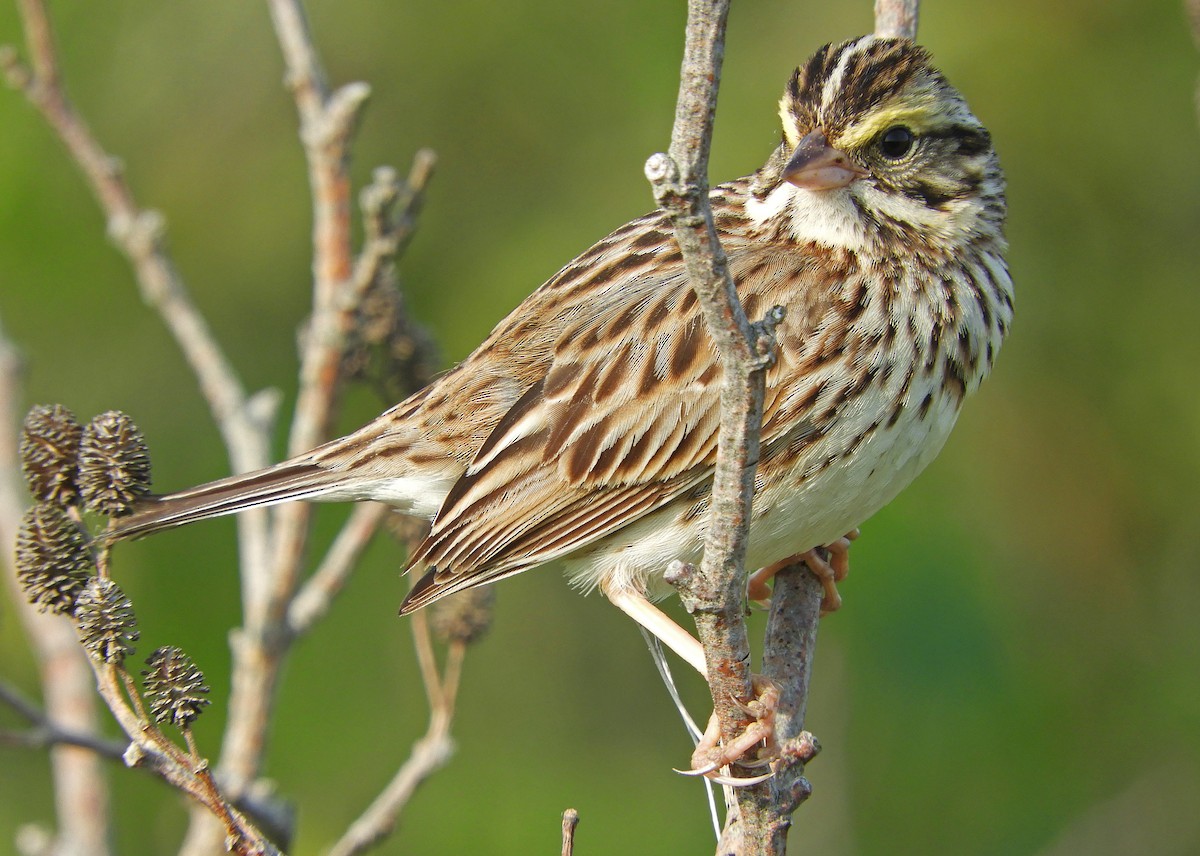 Savannah Sparrow (Savannah) - ML620637859