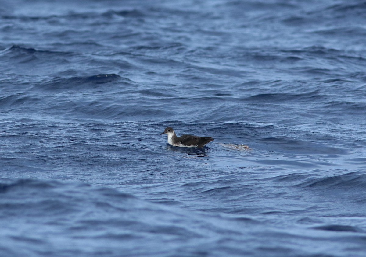 Manx Shearwater - ML620637866