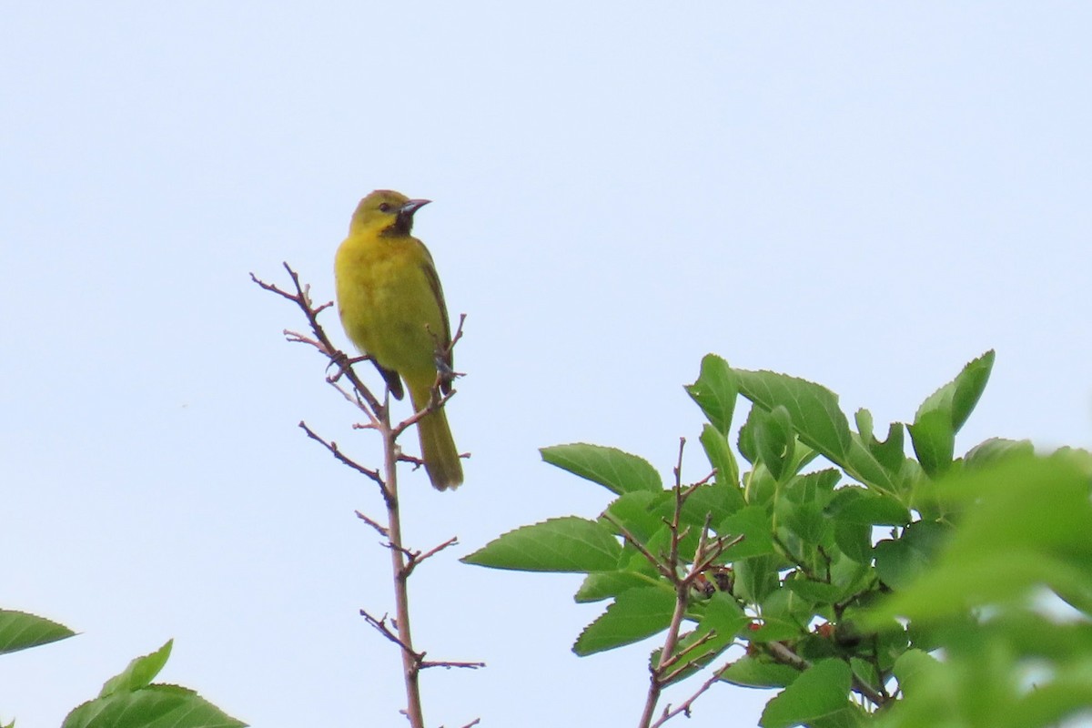 Orchard Oriole - ML620637869