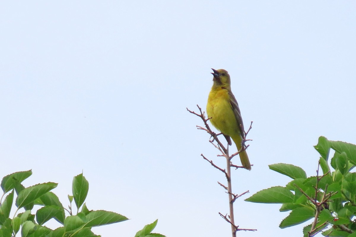 Orchard Oriole - ML620637870
