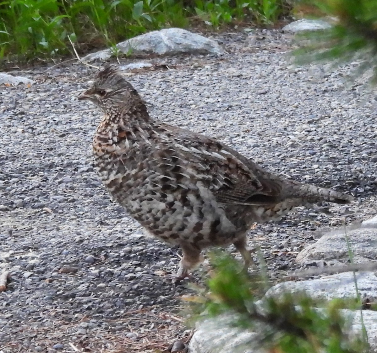 Ruffed Grouse - ML620637871