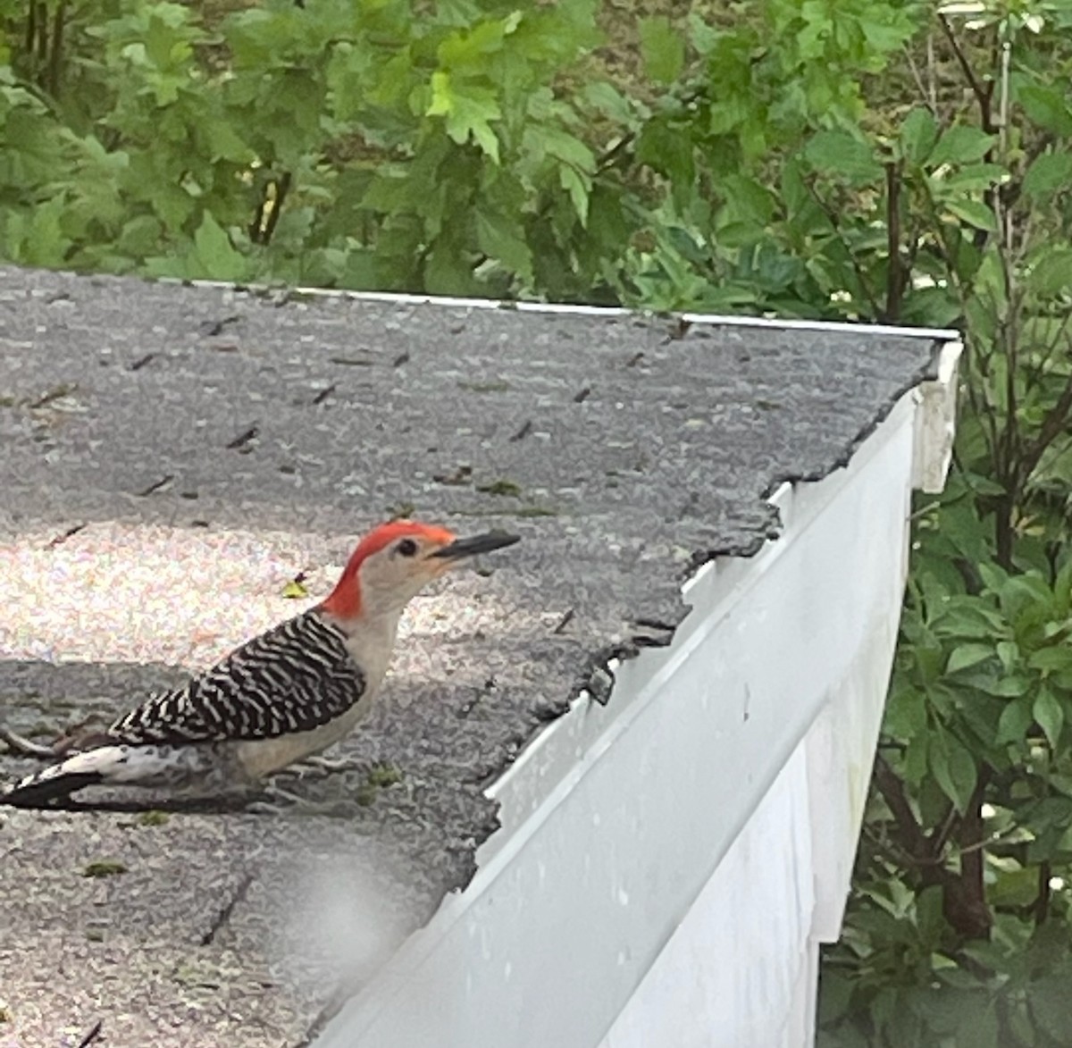 Red-bellied Woodpecker - ML620637872