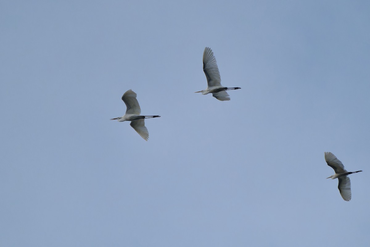 Great Egret (modesta) - ML620637873