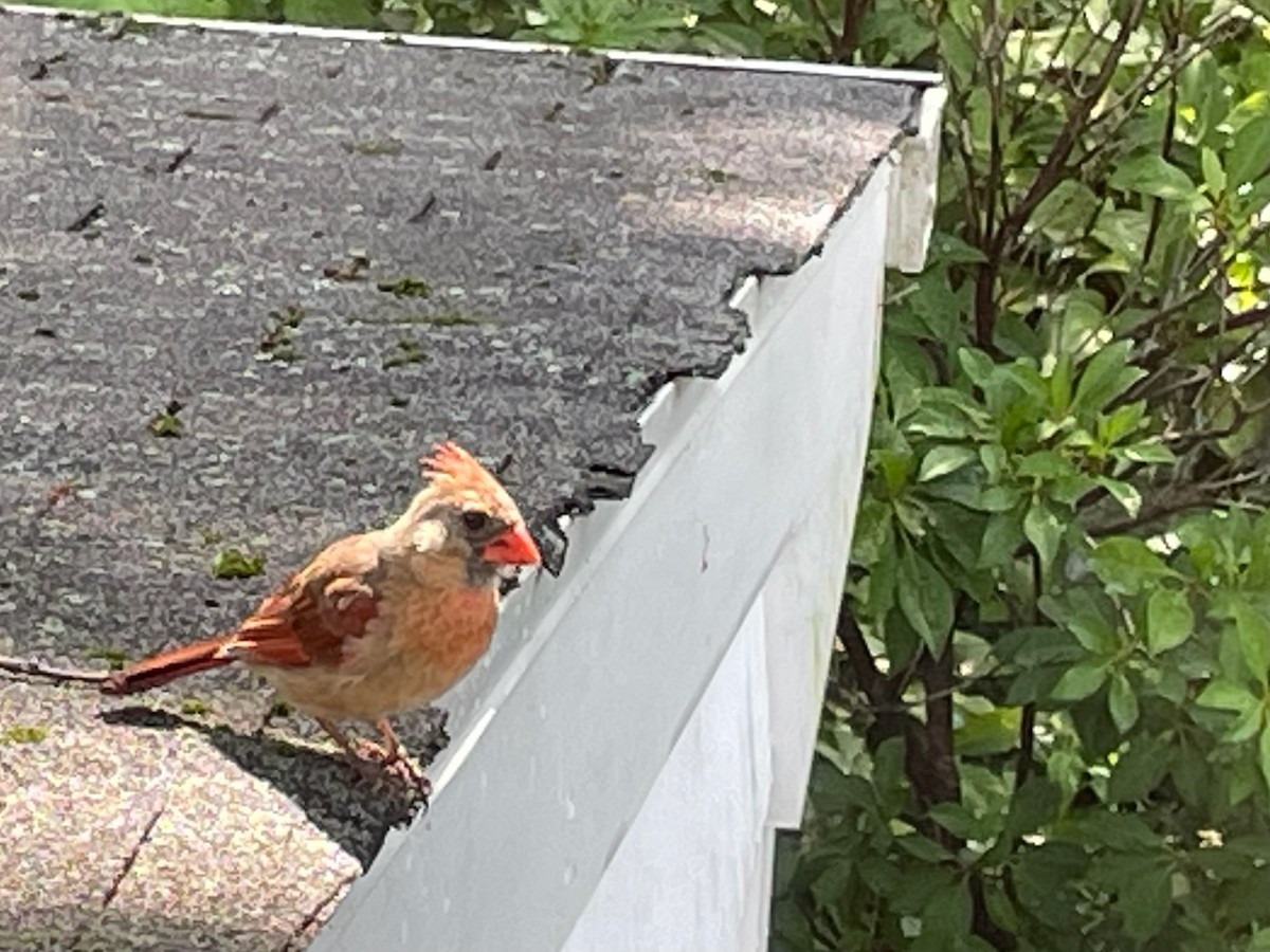 Northern Cardinal - ML620637878