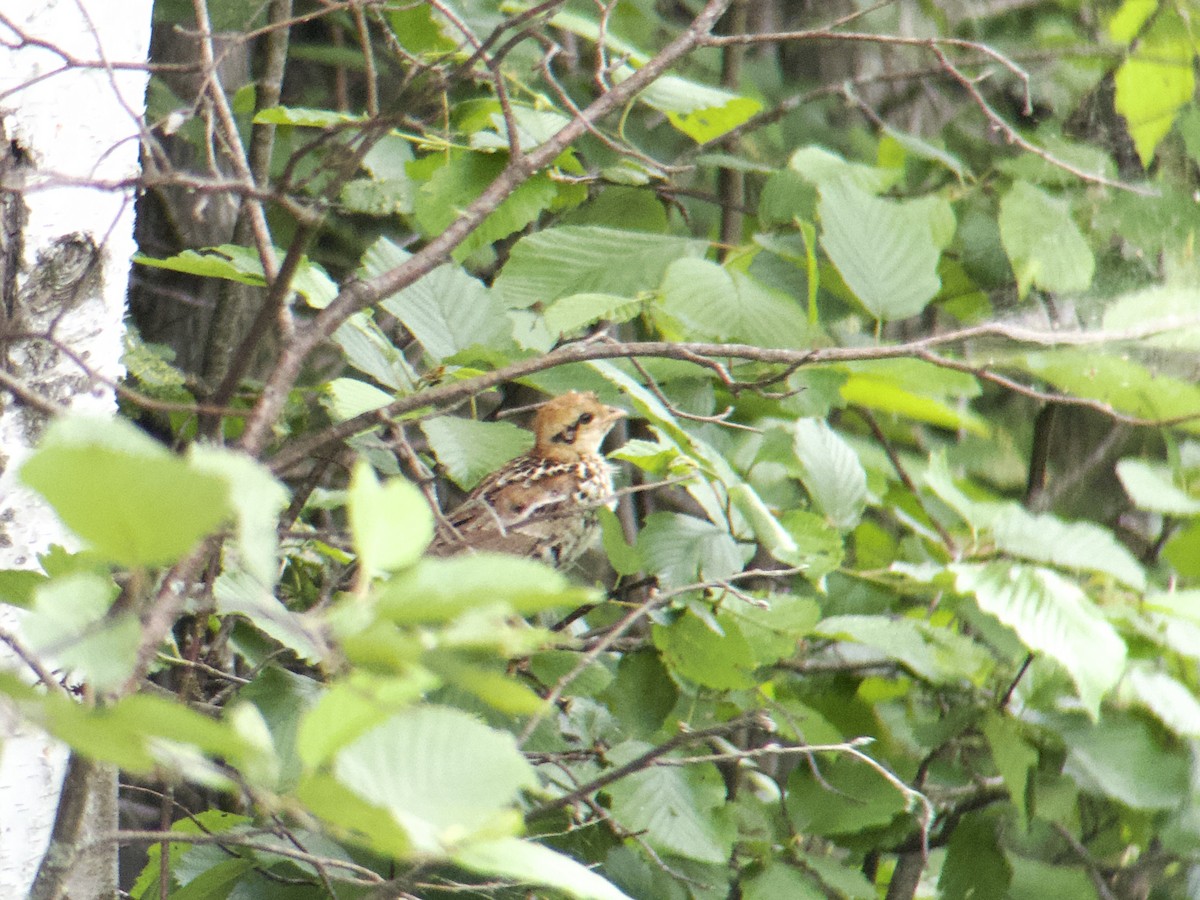 Ruffed Grouse - ML620637889