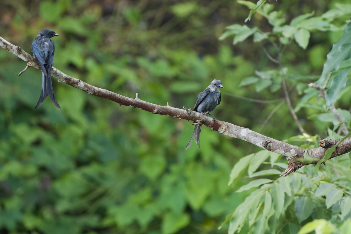 drongo kouřový [skupina leucophaeus] - ML620637895