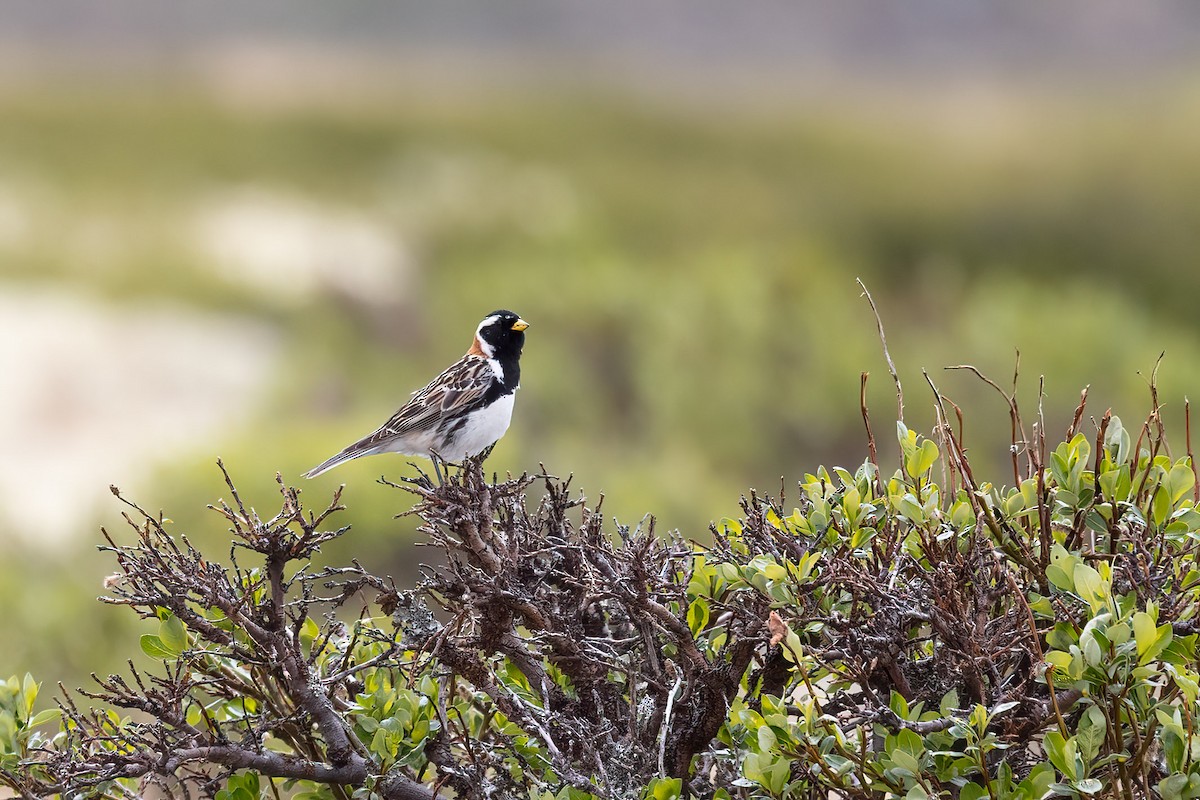 Lapland Longspur - Harald Dahlby