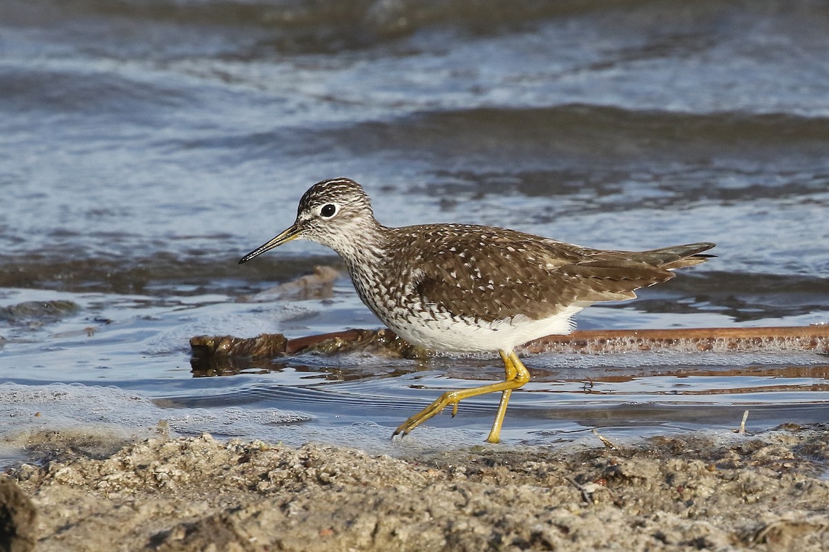 Solitary Sandpiper - ML620637901