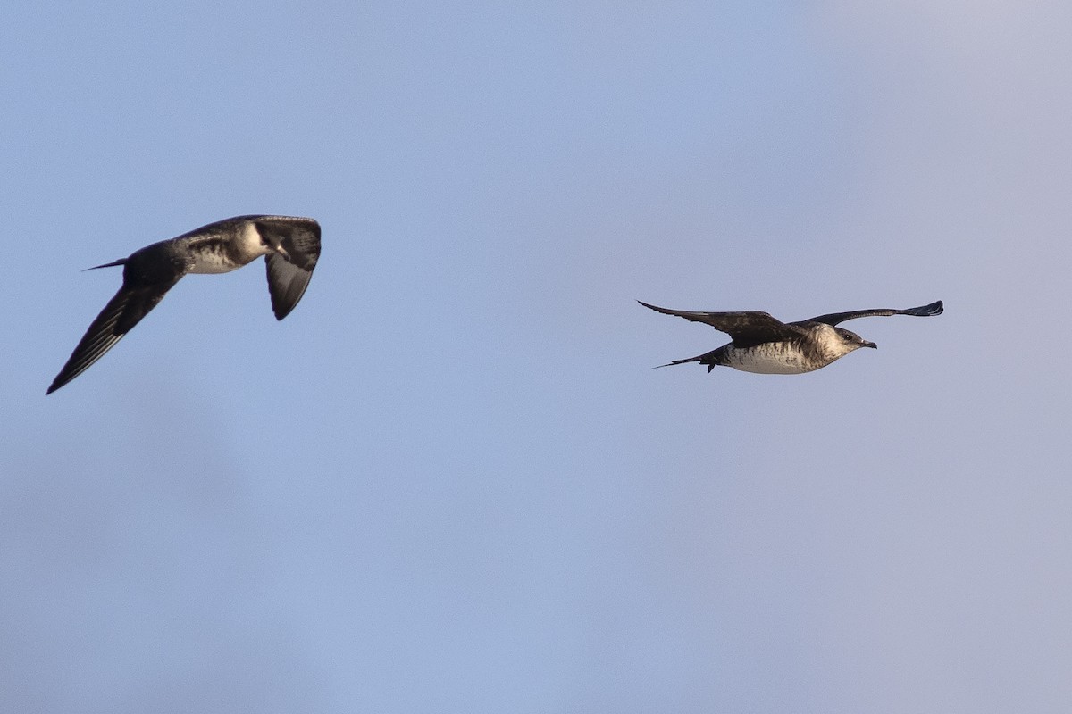 Parasitic Jaeger - ML620637905