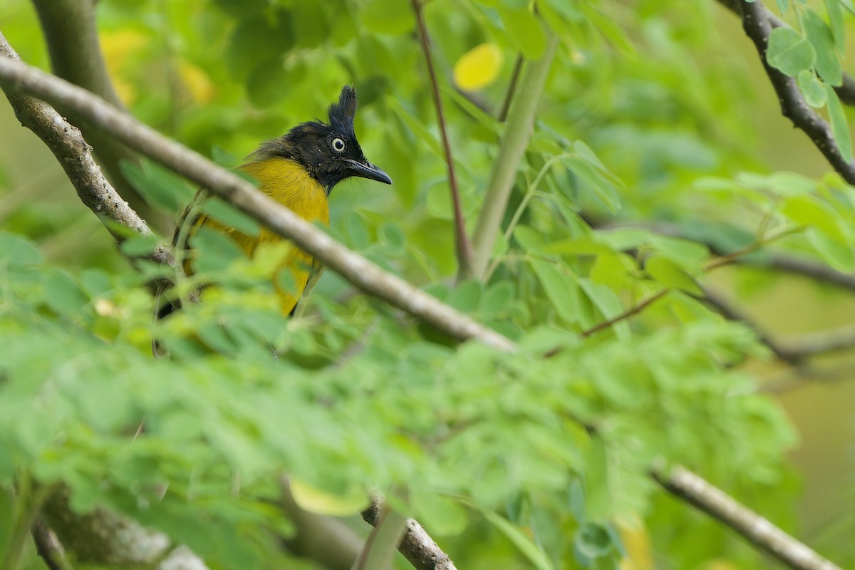 Black-crested Bulbul - ML620637911