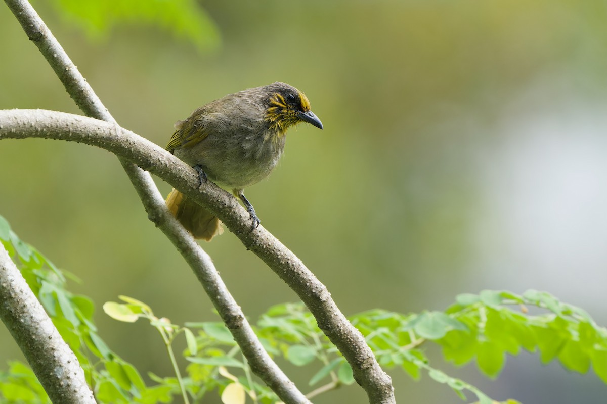 Stripe-throated Bulbul - ML620637914