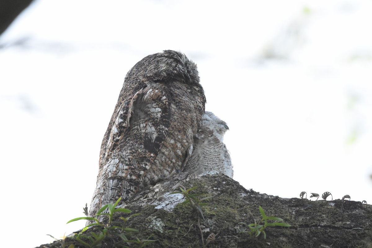 Great Potoo - Jerry Davis