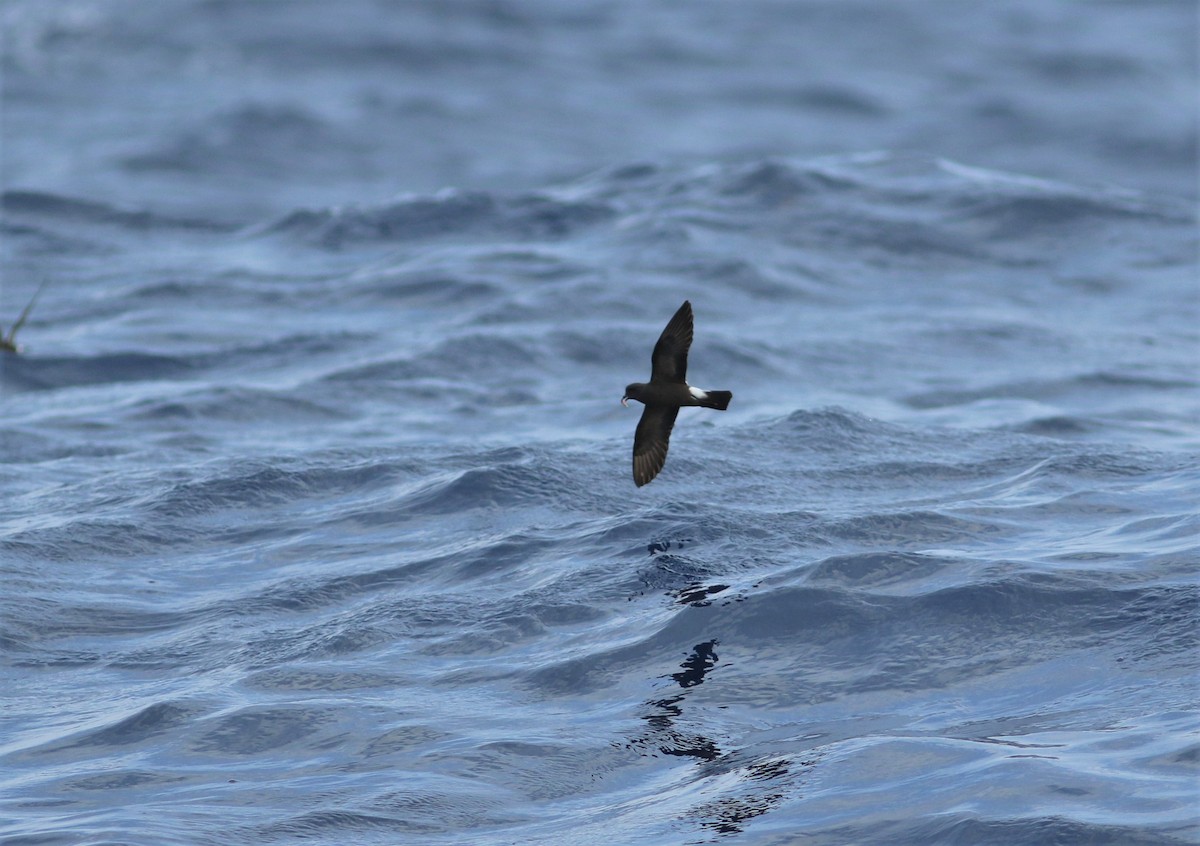 Band-rumped Storm-Petrel - ML620637918