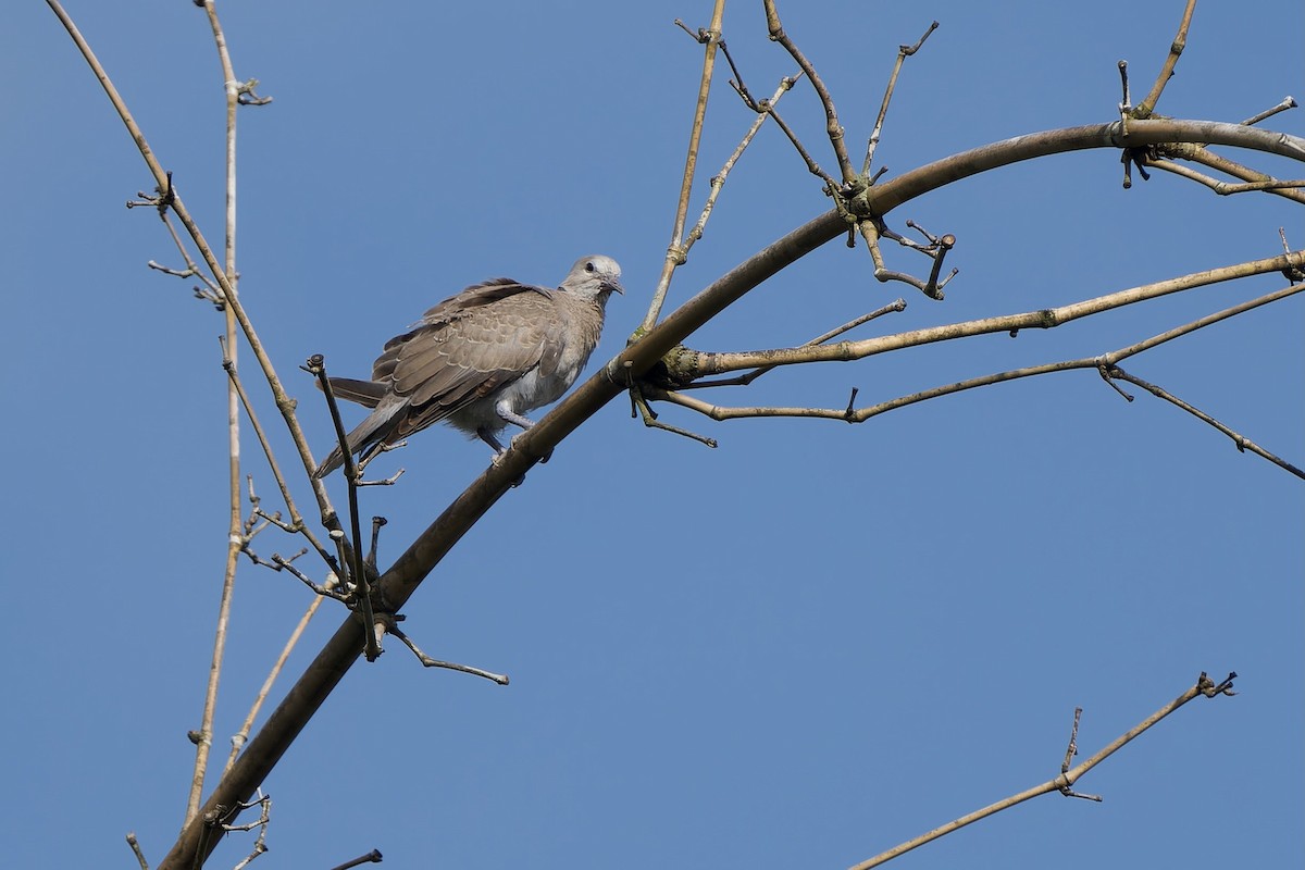 Red Collared-Dove - ML620637921