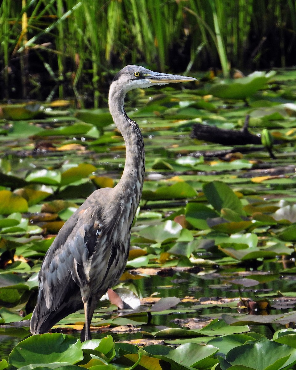 Great Blue Heron - ML620637922