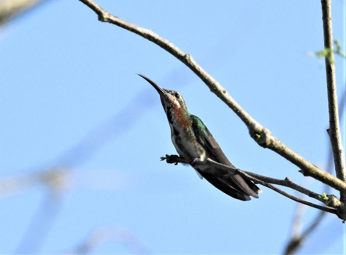 Green-breasted Mango - ML620637923