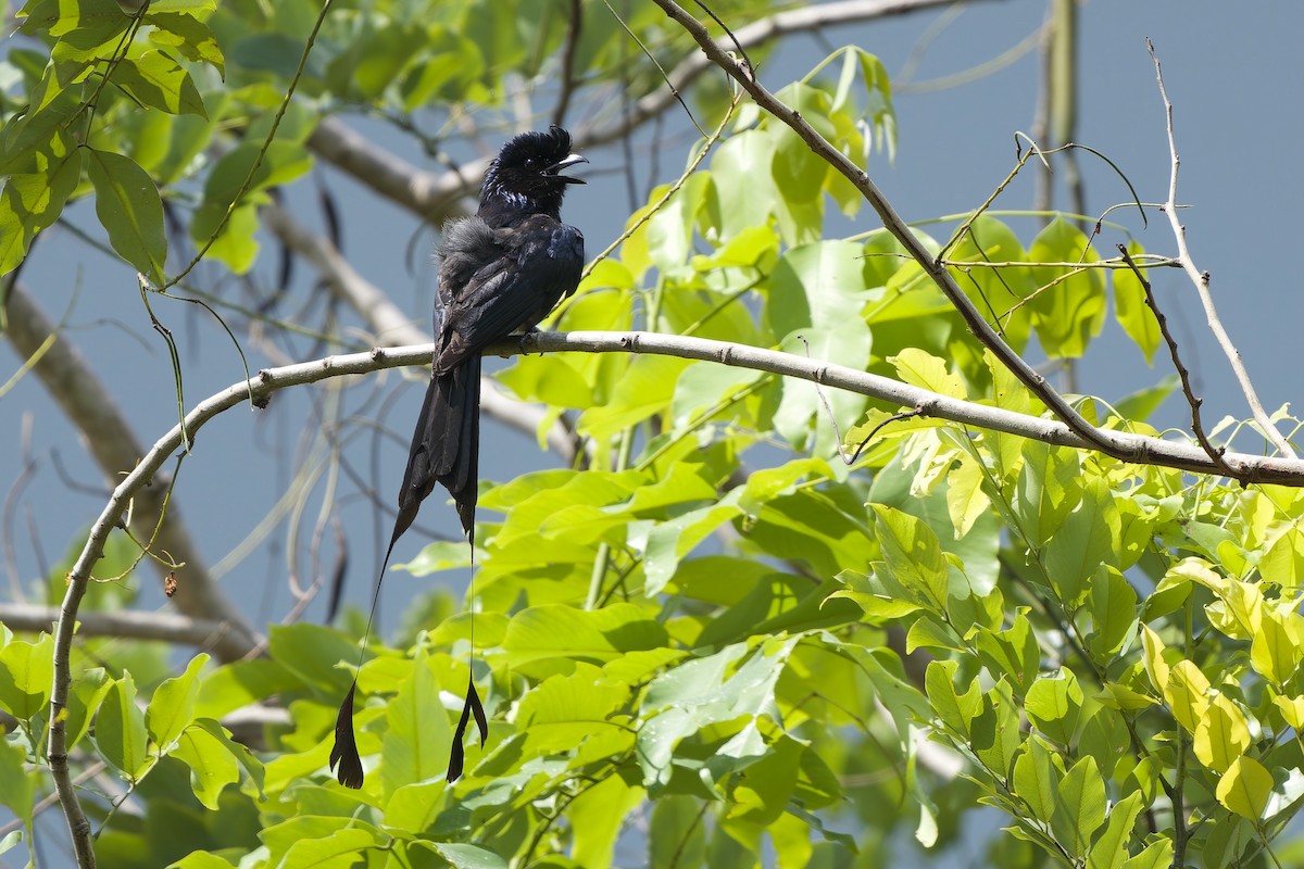 Greater Racket-tailed Drongo - ML620637924