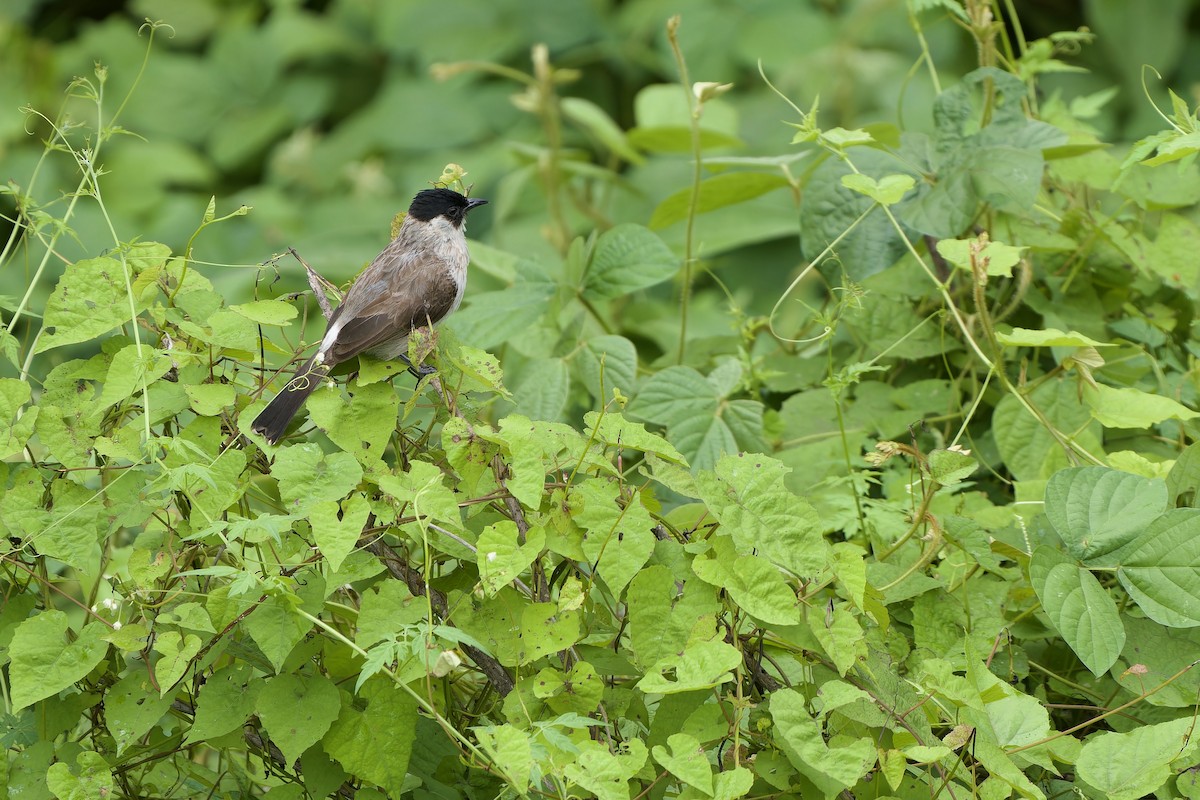 Bulbul Ventridorado - ML620637931