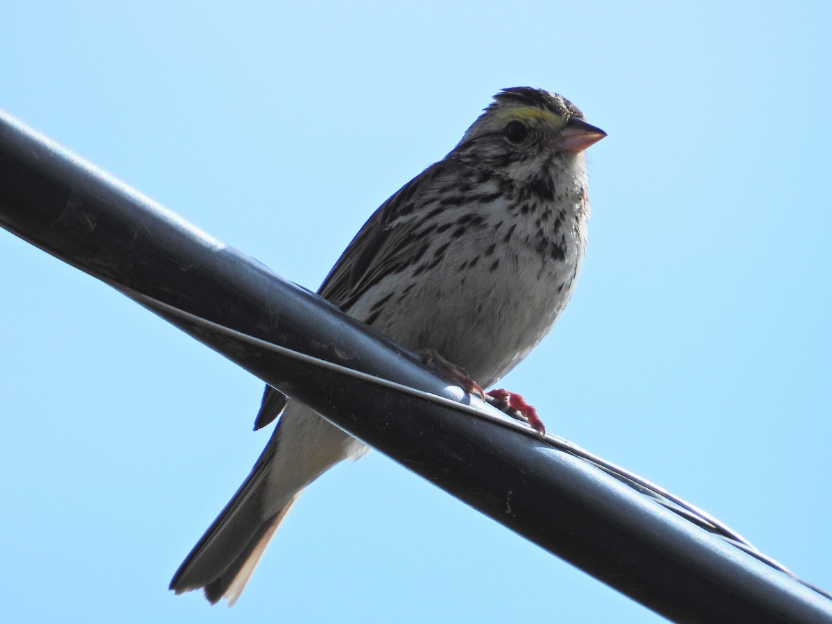 Savannah Sparrow - ML620637933