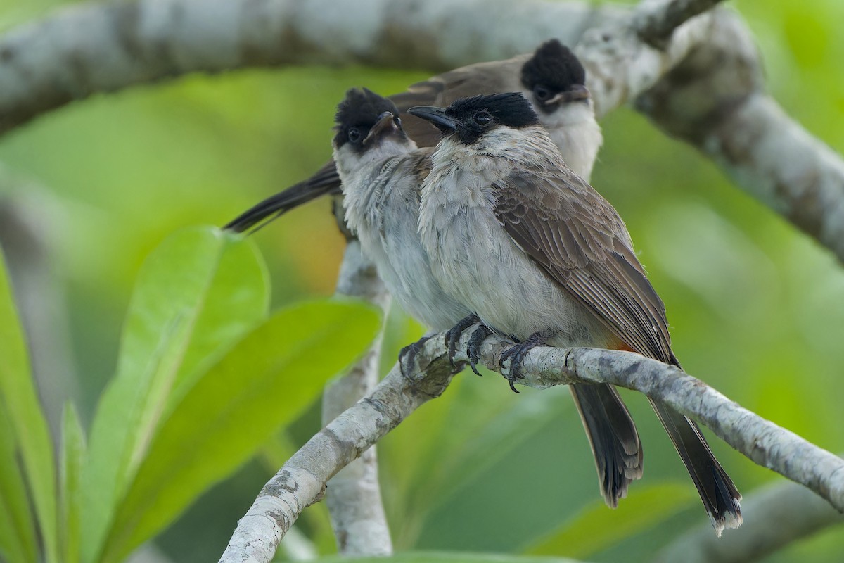 Sooty-headed Bulbul - Sam Hambly