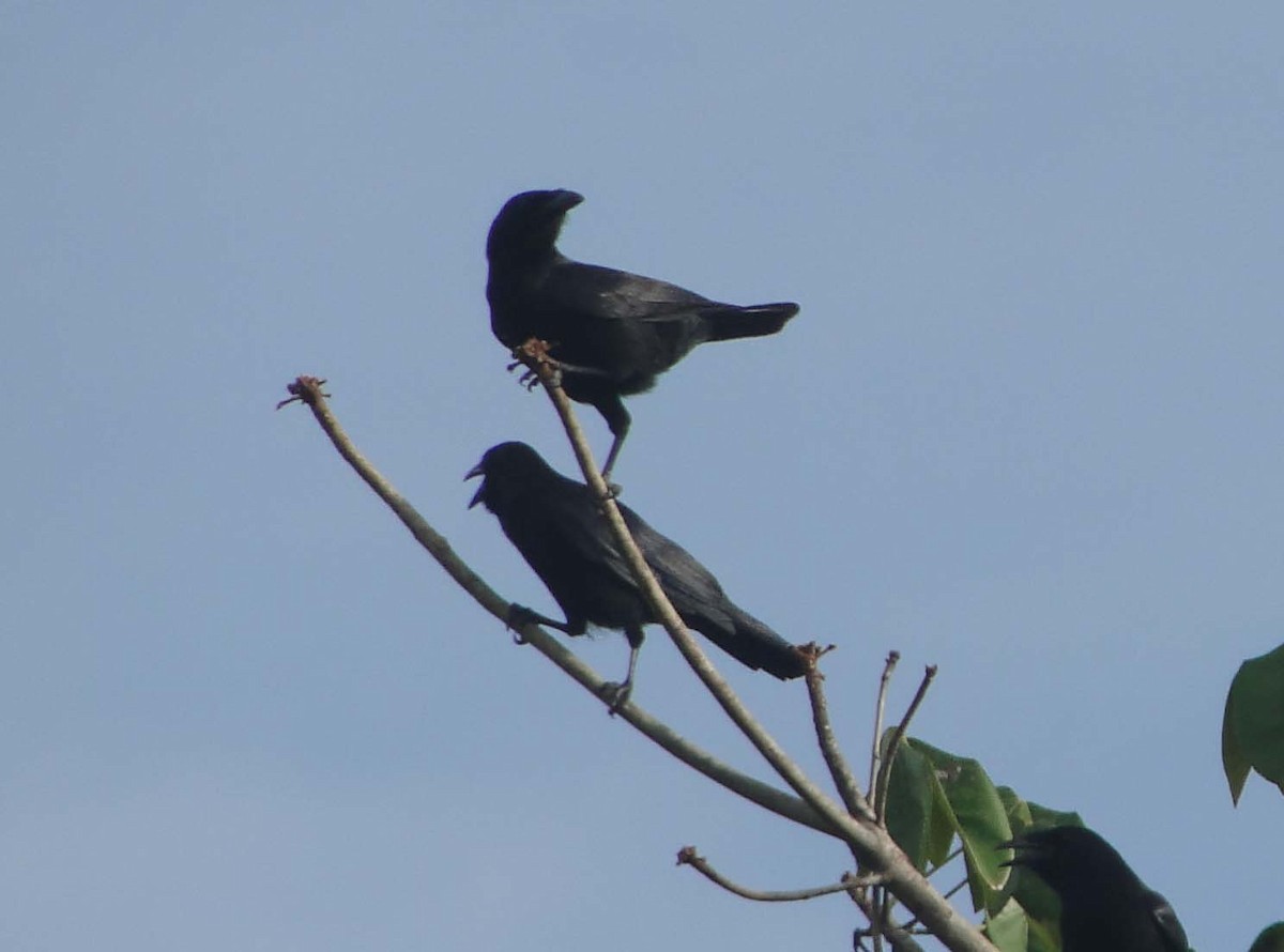 White-necked Crow - ML620637936