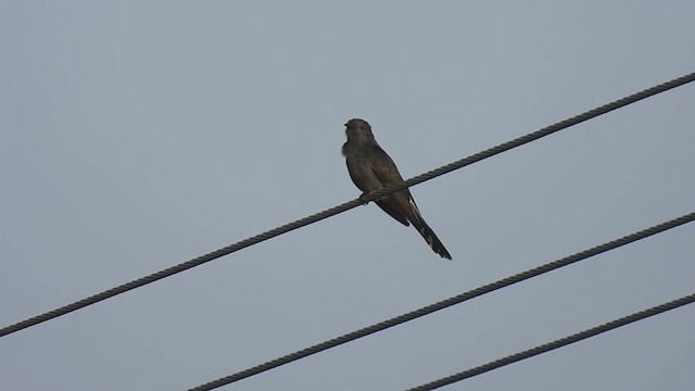 Gray-bellied Cuckoo - ML620637937