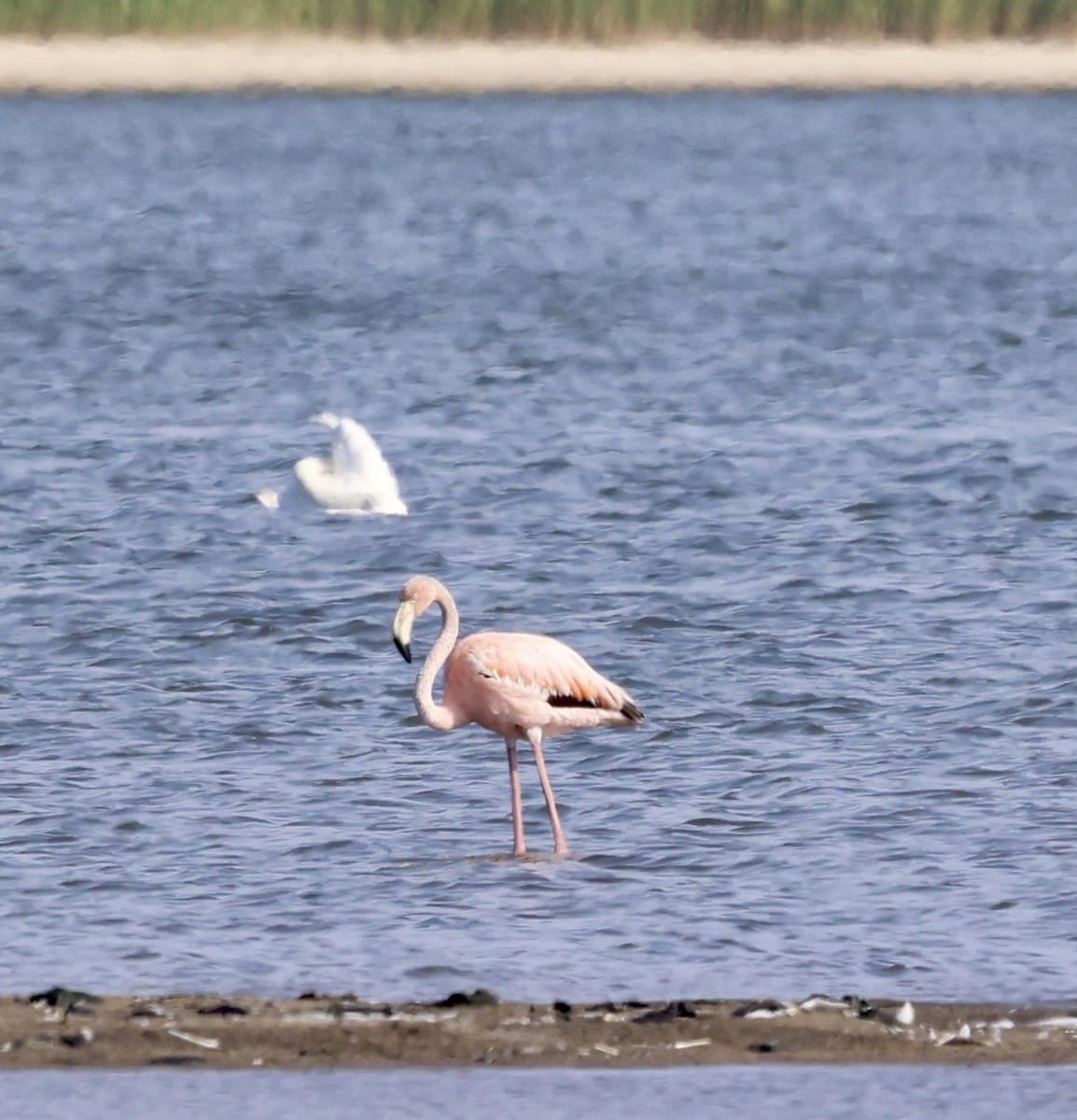 American Flamingo - ML620637944