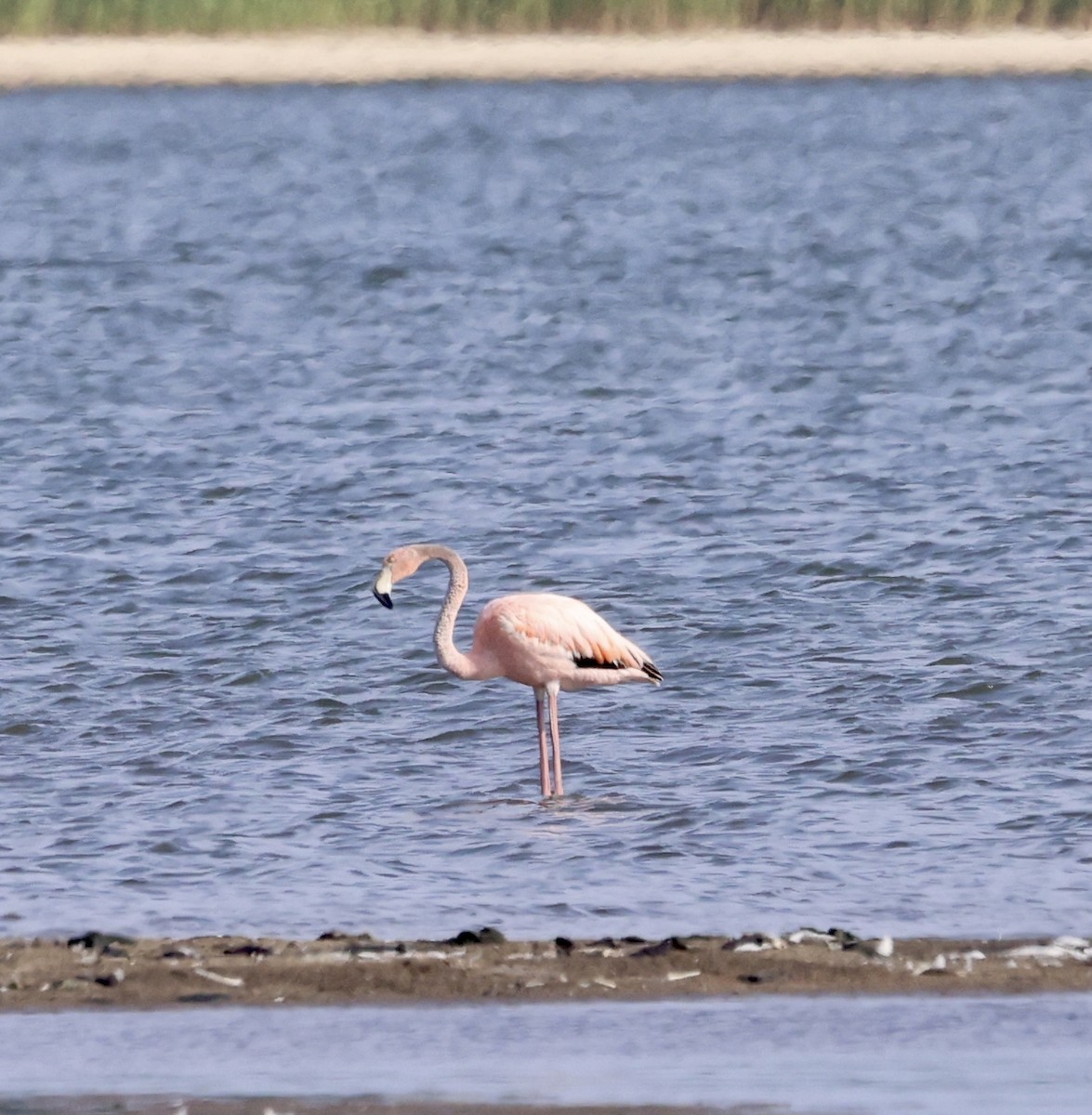 American Flamingo - ML620637945