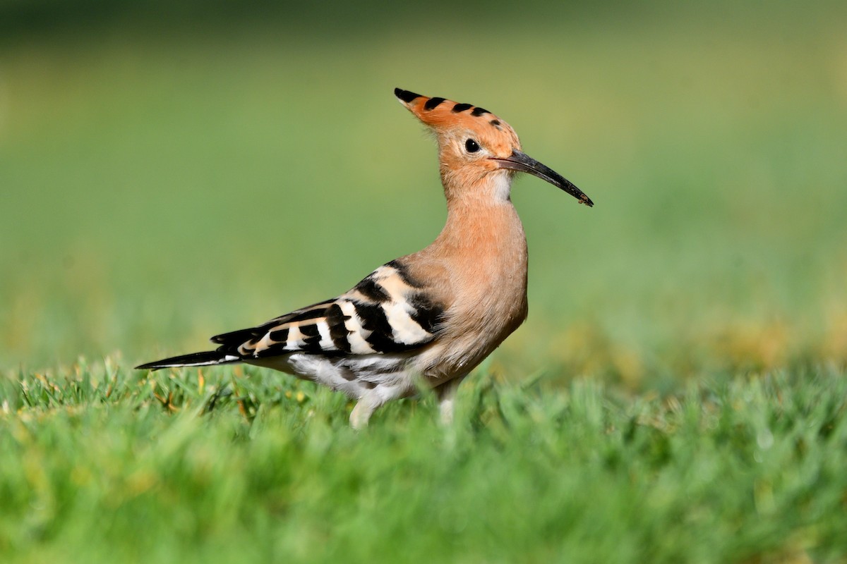 Eurasian Hoopoe - ML620637946