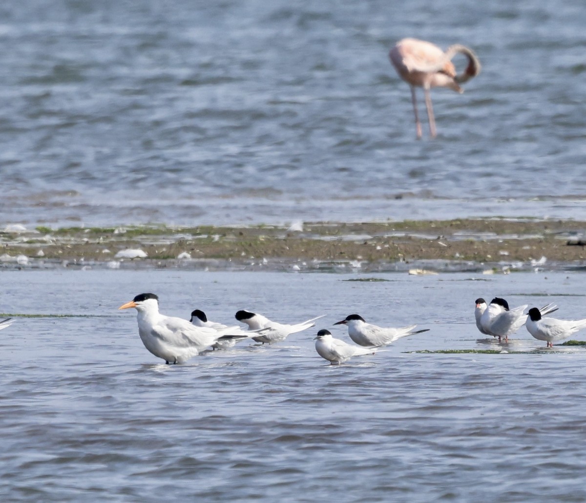 Royal Tern - ML620637948