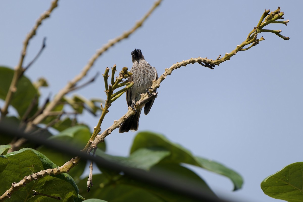 Red-vented Bulbul - ML620637949