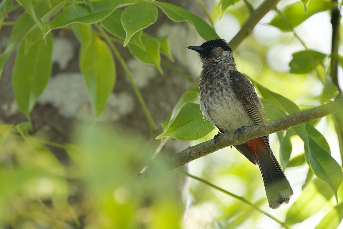 Bulbul à ventre rouge - ML620637951