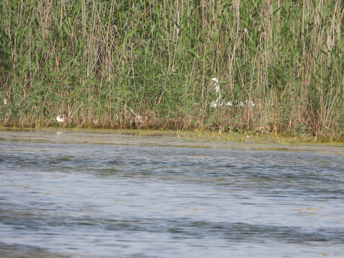 Cygne tuberculé - ML620637954