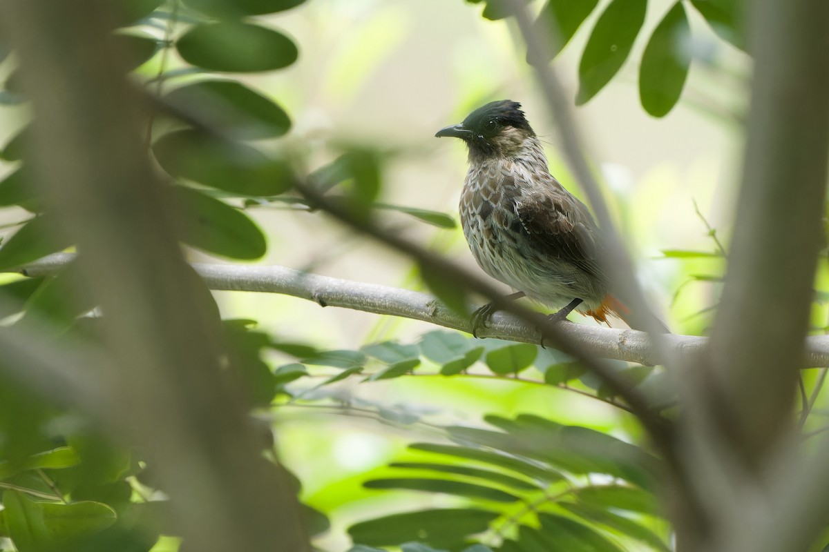 Red-vented Bulbul - ML620637957