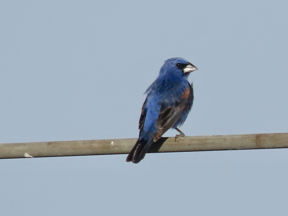 Blue Grosbeak - ML620637962