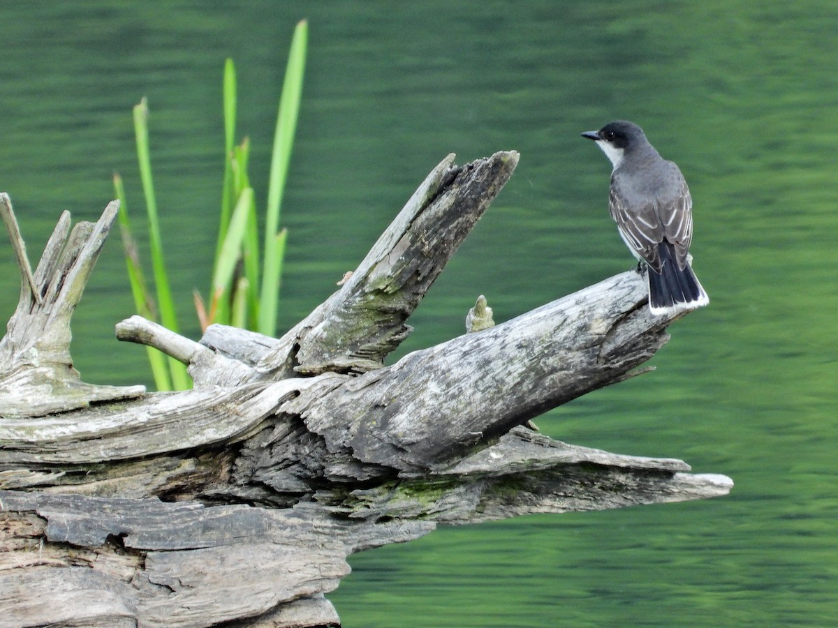 Eastern Kingbird - ML620637963