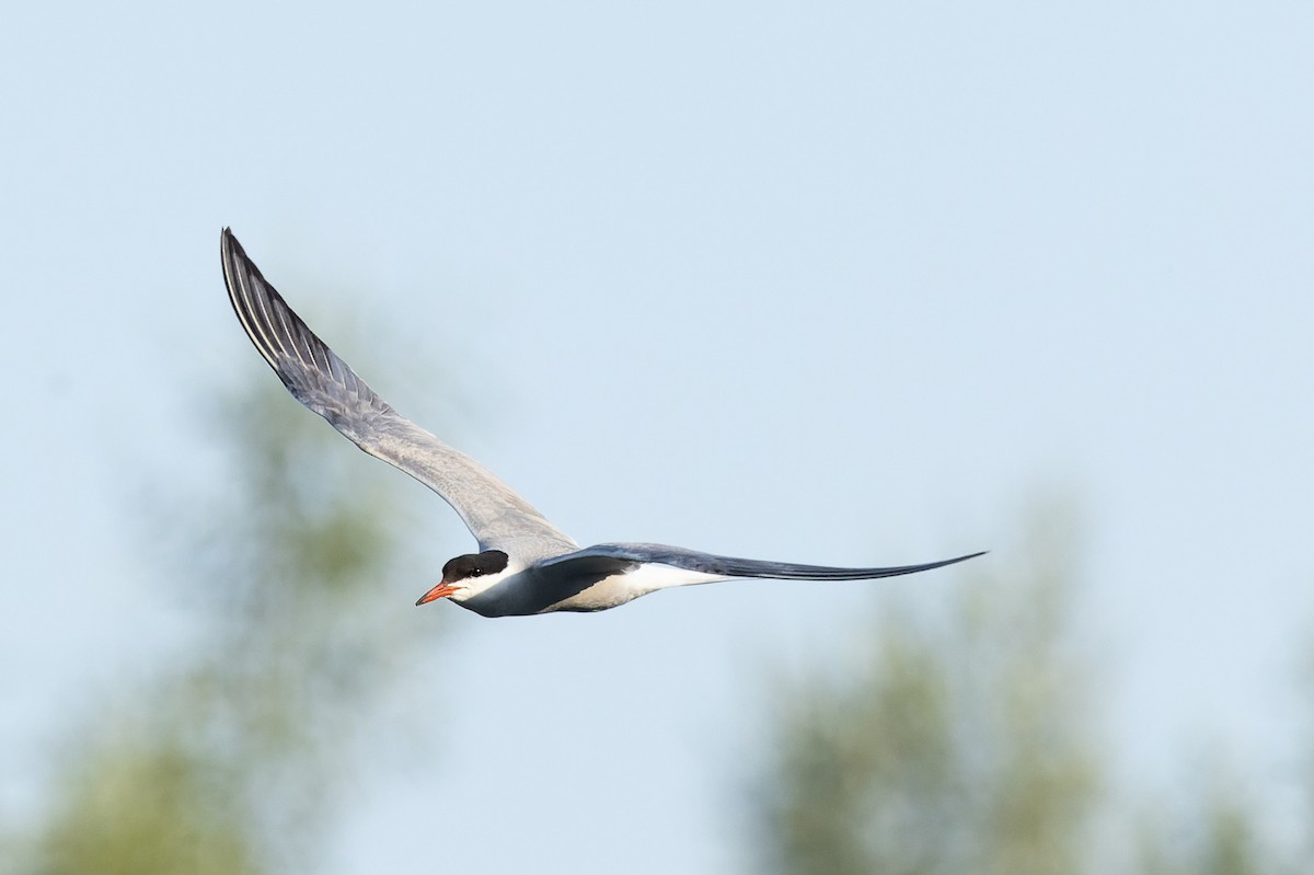 Common Tern - Roman Levenko