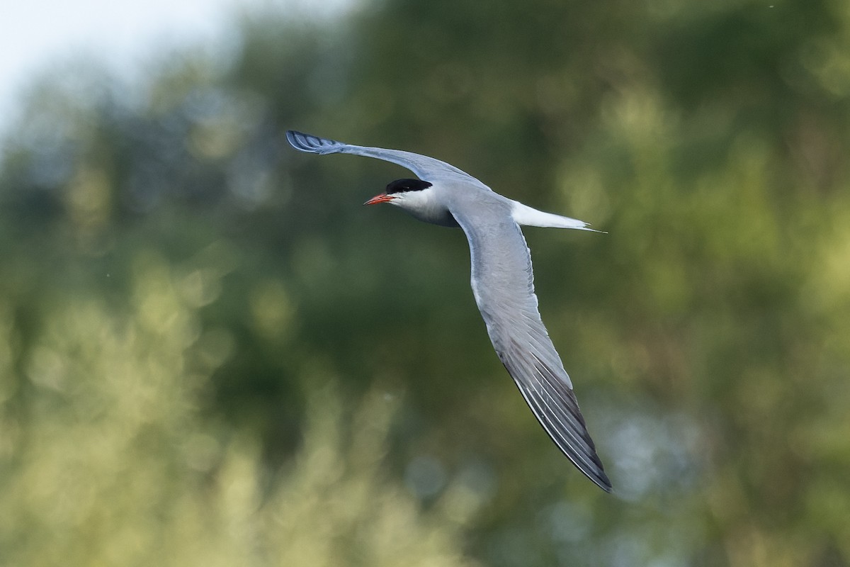 Common Tern - ML620637971