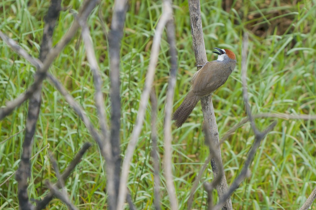 Chestnut-capped Babbler - ML620637979