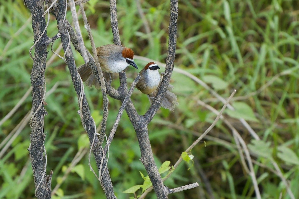 Chestnut-capped Babbler - ML620637980