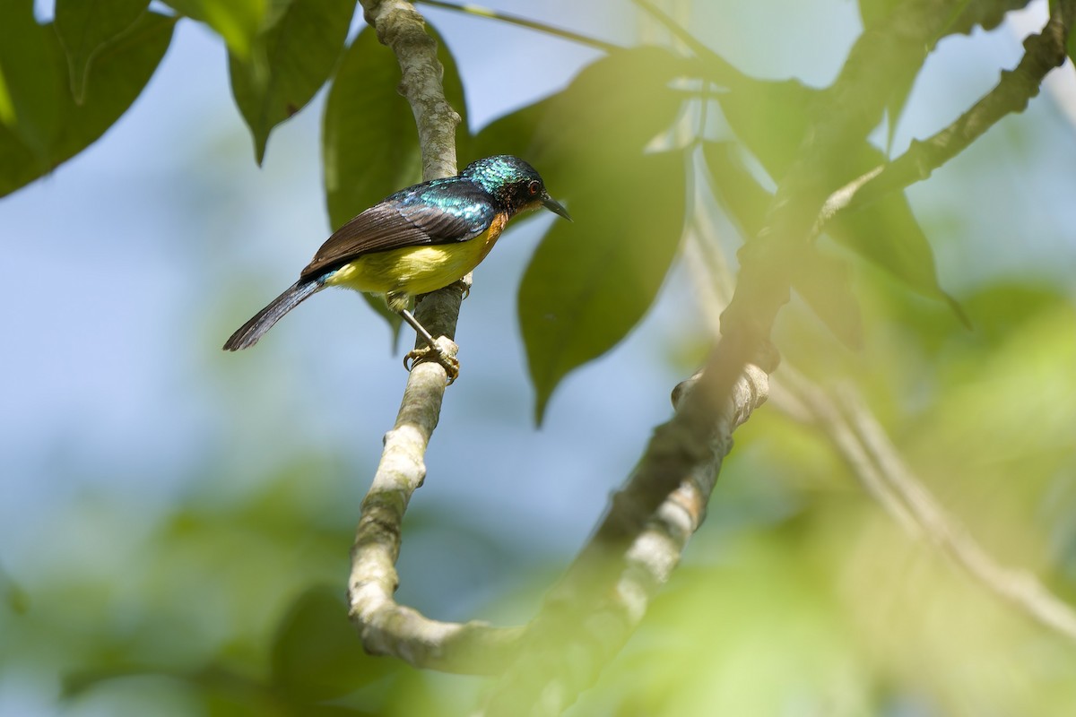 Ruby-cheeked Sunbird - ML620637981