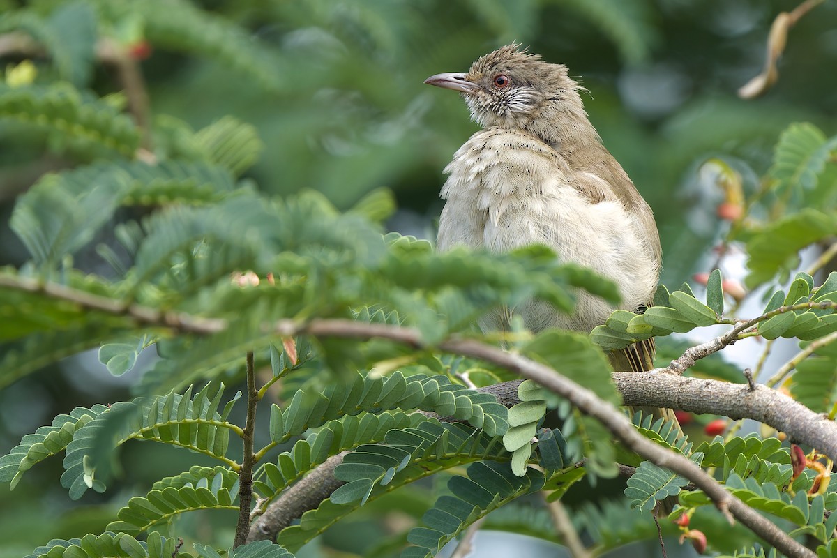 Bulbul de Blanford Occidental - ML620637988