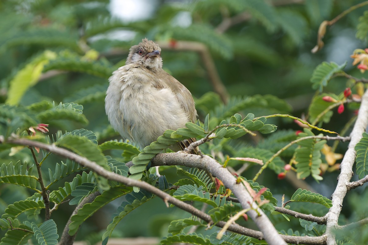 Ayeyarwady Bulbul - ML620637989