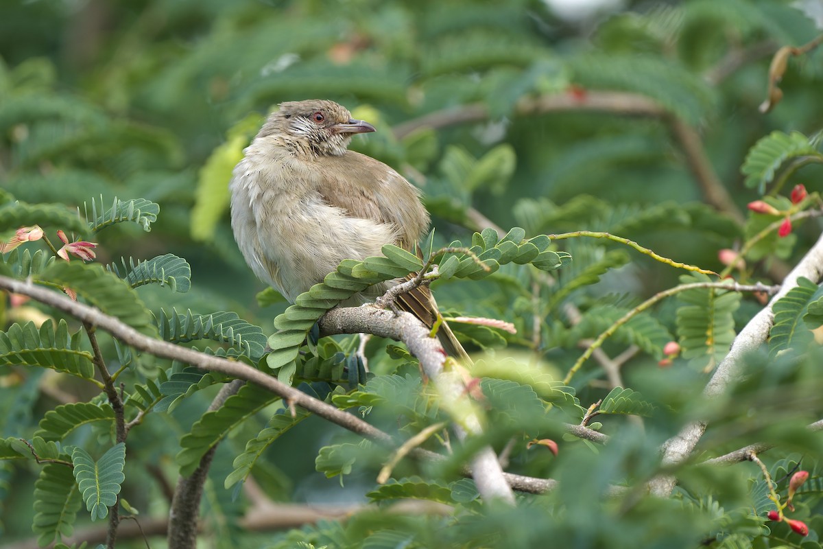 Ayeyarwady Bulbul - ML620637990