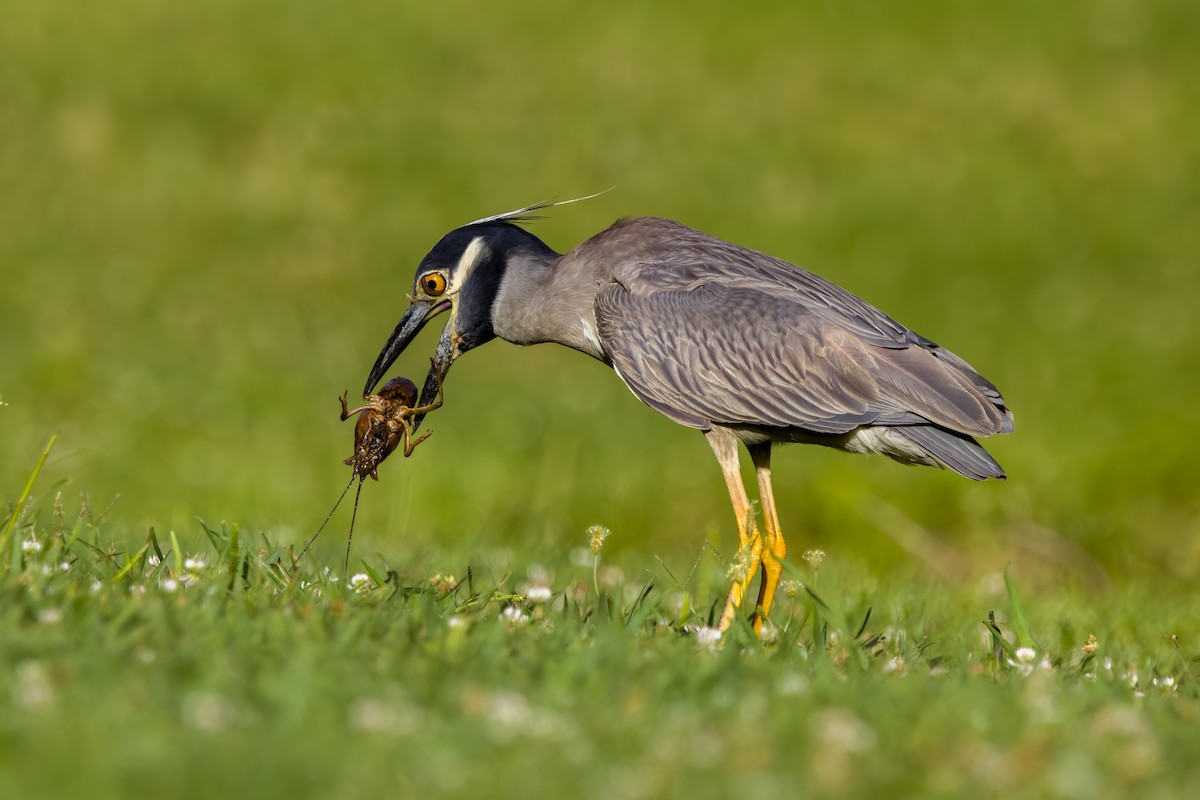 Yellow-crowned Night Heron - ML620637992