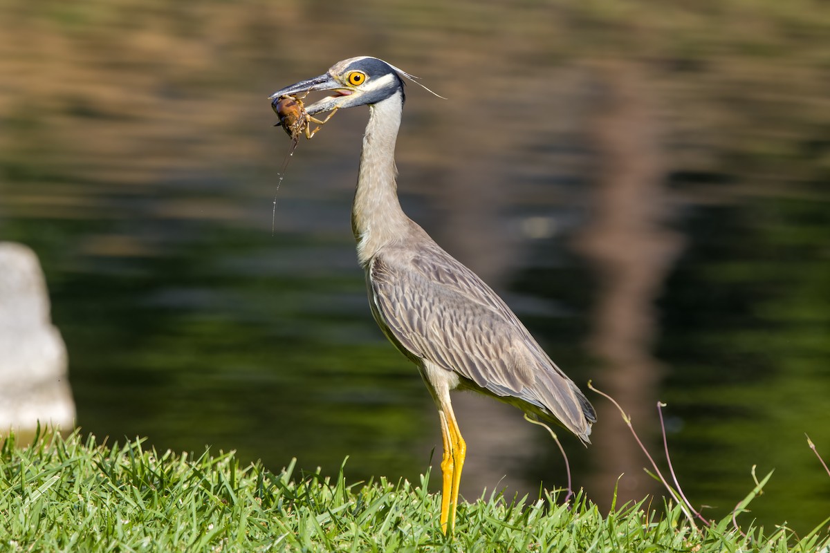 Yellow-crowned Night Heron - ML620637994