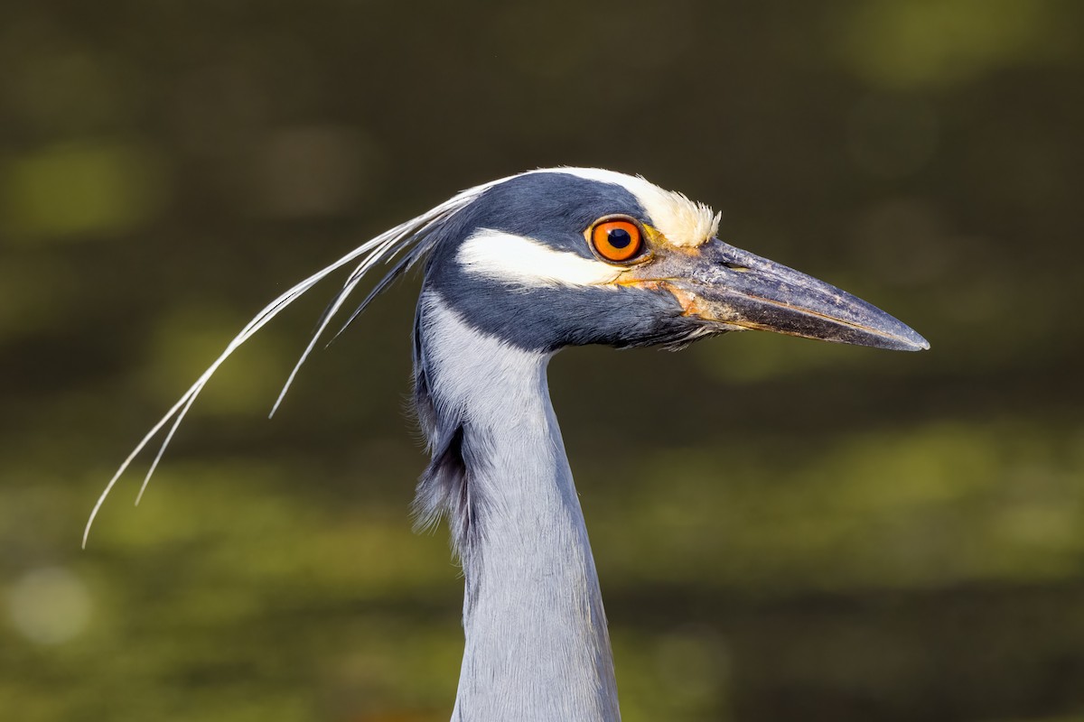 Yellow-crowned Night Heron - ML620637995