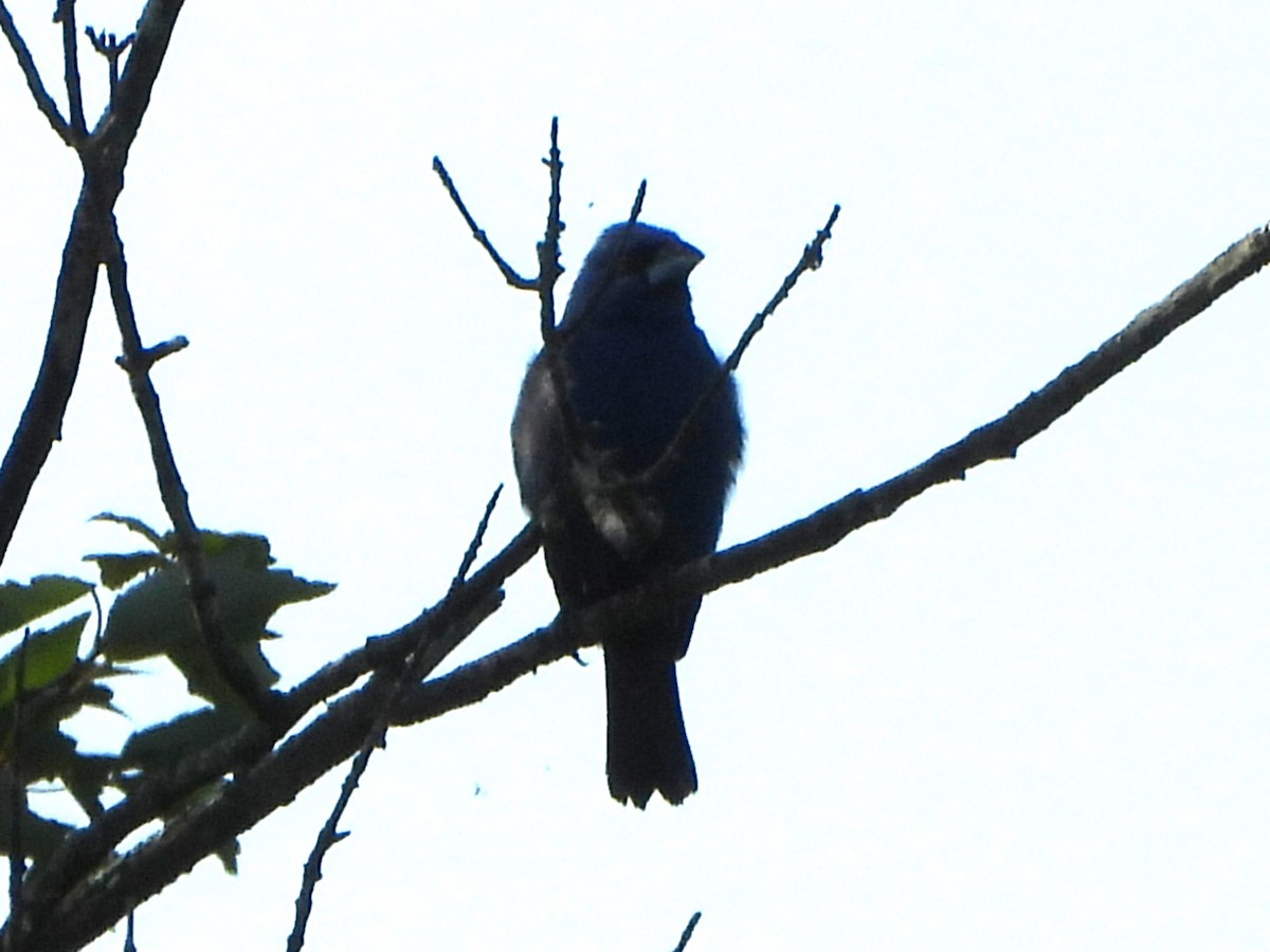 Blue Grosbeak - ML620637996