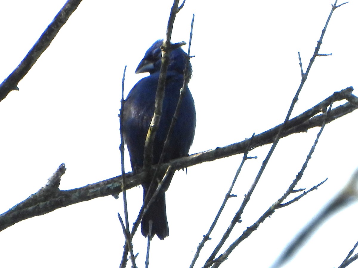 Blue Grosbeak - ML620637997