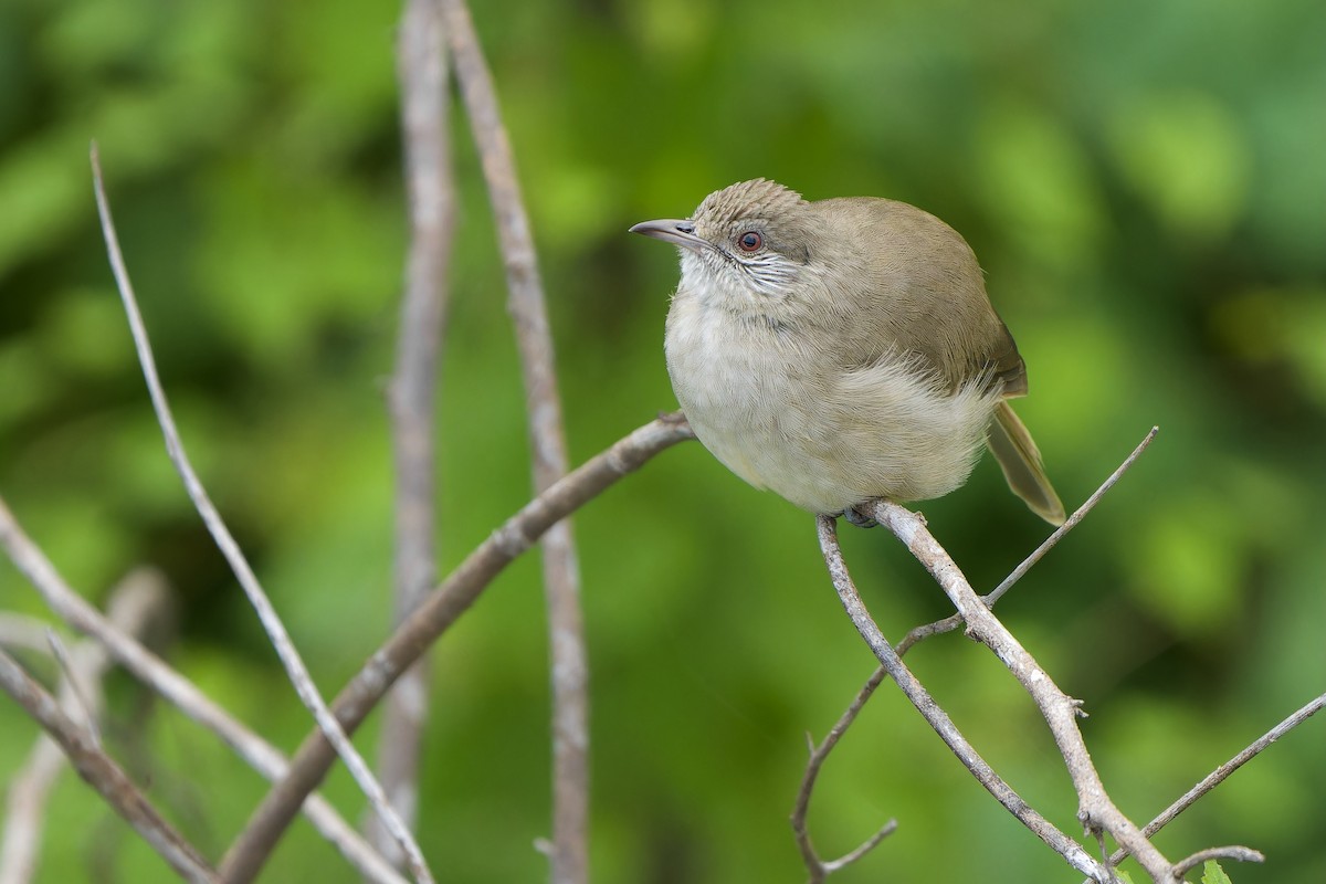 Bulbul de Blanford Occidental - ML620637998